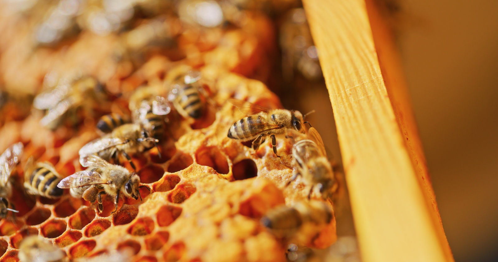 Forschende aus Gießen und Marburg an internationaler Studie zu maßgeschneiderten Antikörpern beteiligt